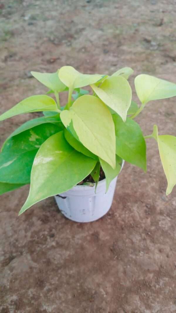 GOLDEN MONEY PLANT
